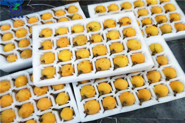 枇杷托 枇杷托